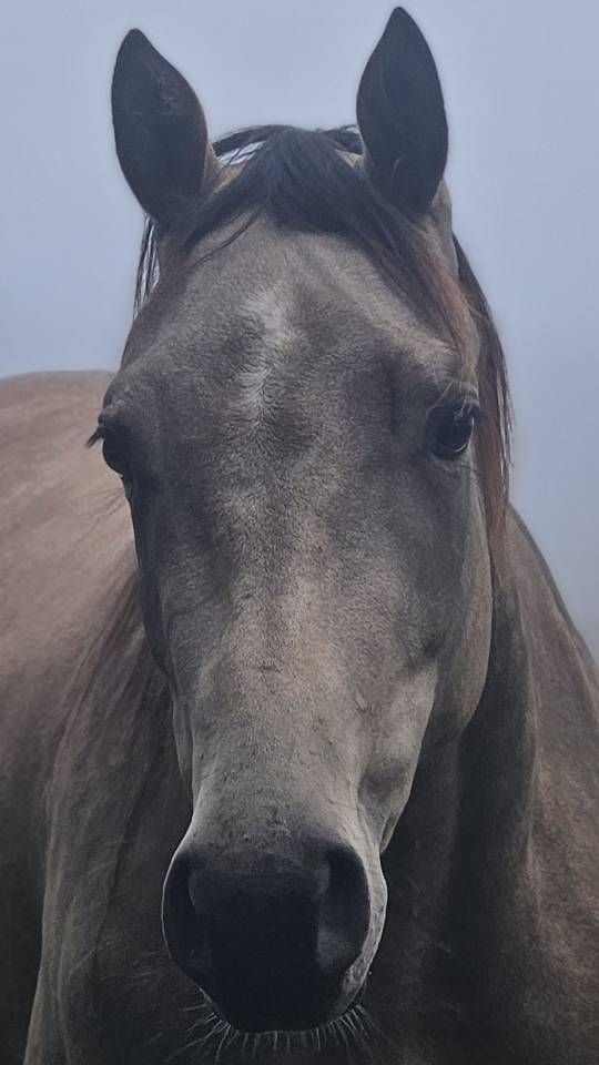 Quarter horse ONC Isabelle 4ans