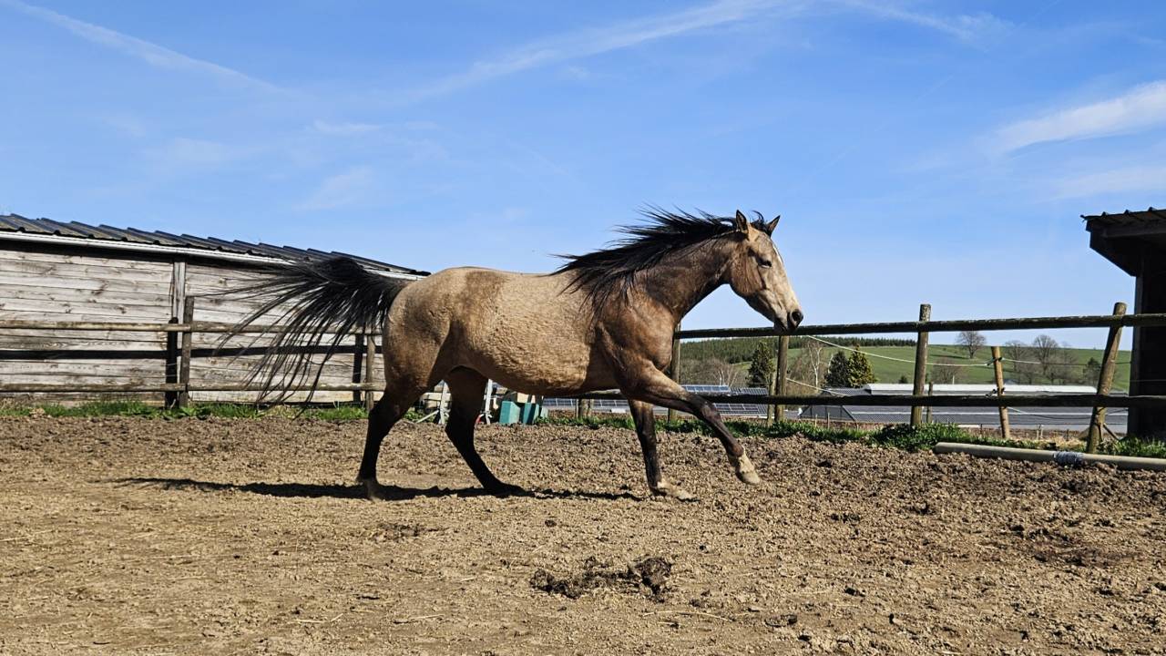 Quarter horse ONC Isabelle 4ans