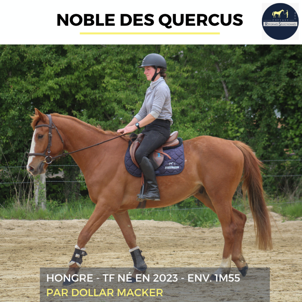 NOBLE DES QUERCUS - TF - 3 ANS