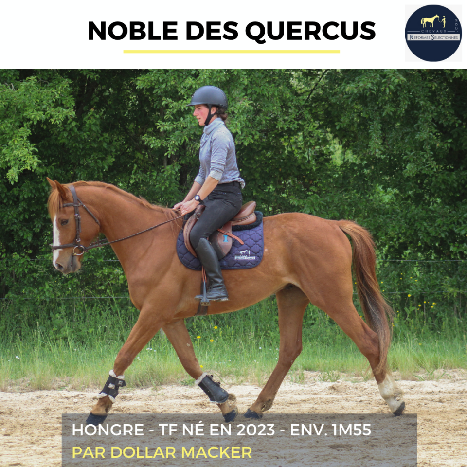 NOBLE DES QUERCUS - TF - 3 ANS