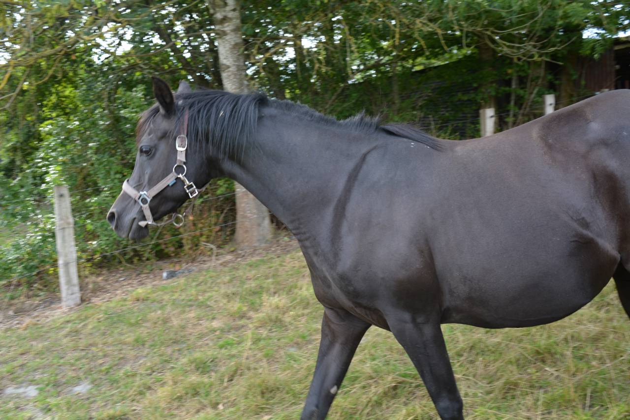 Jument noire homozygote 