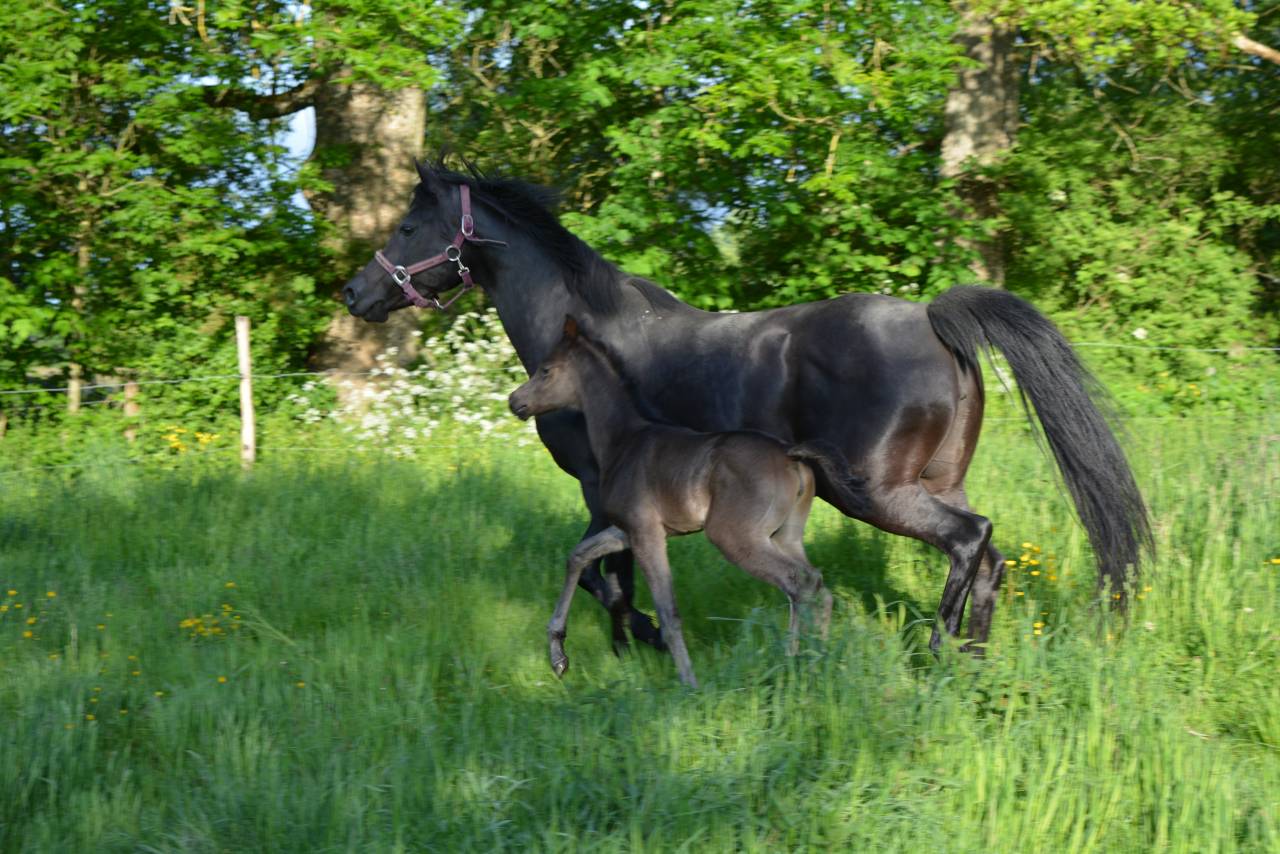 Jument noire homozygote 