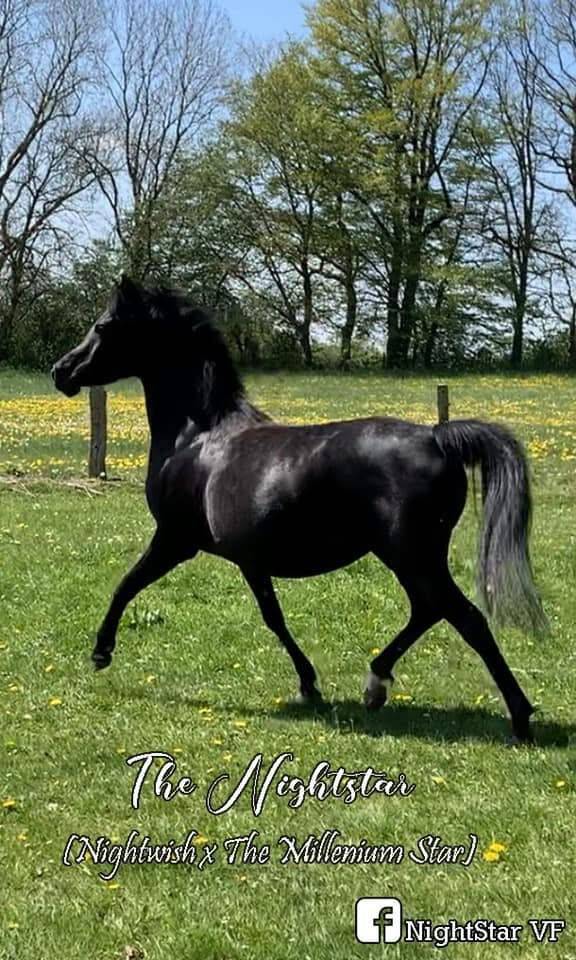 Jument noire homozygote 
