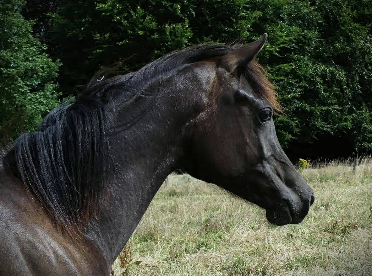 Pouliche noire homozygote 2025