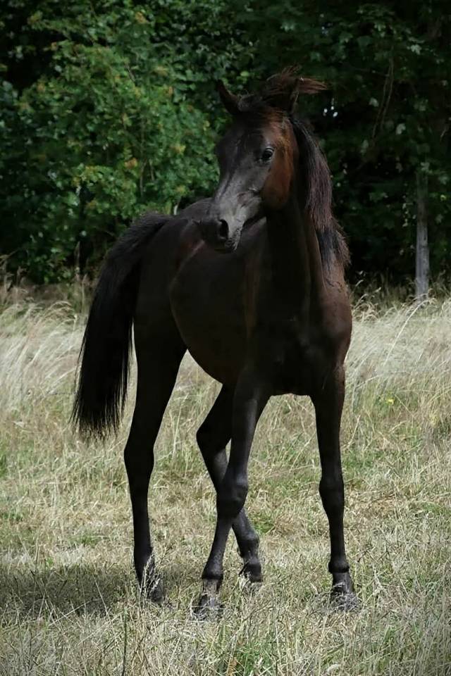 Pouliche noire homozygote 2025