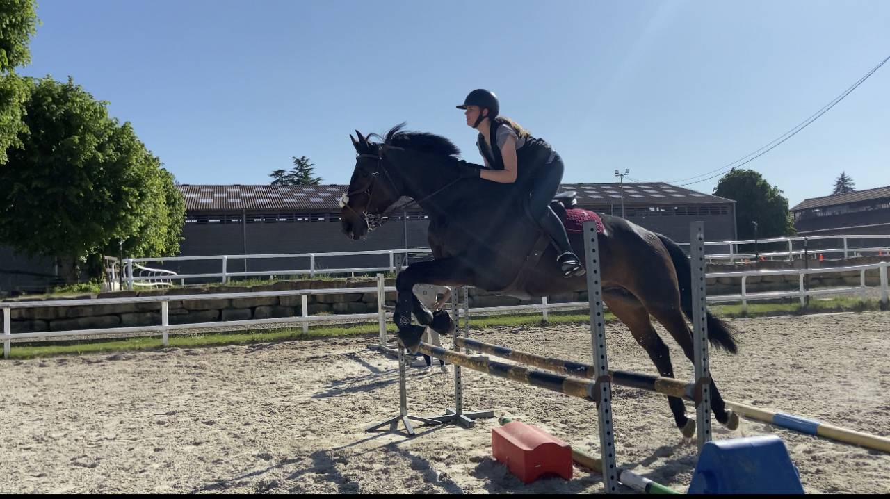 Cheval Selle Fran&ccedil;ais 