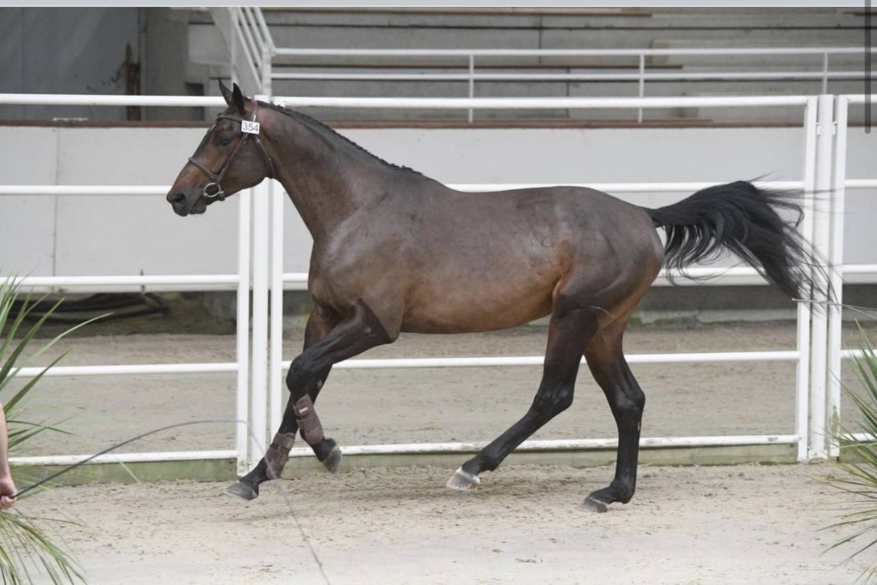 Cheval Selle Fran&ccedil;ais 