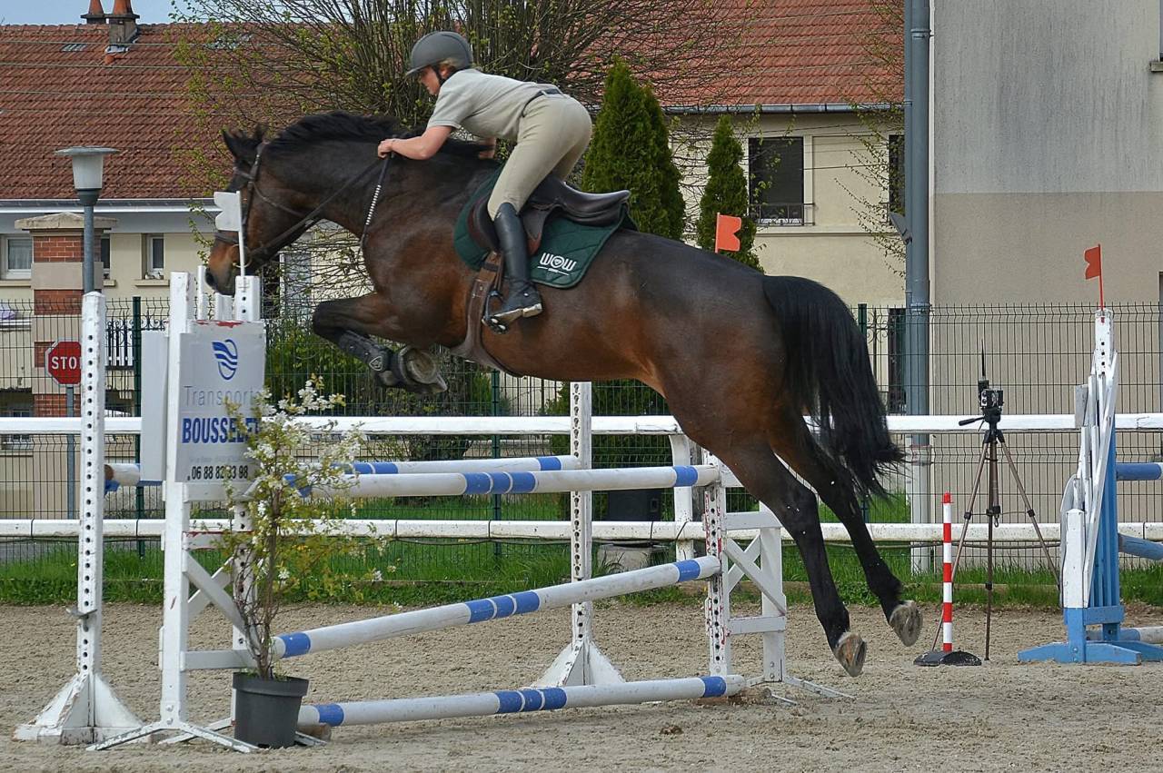 Cheval Selle Fran&ccedil;ais 