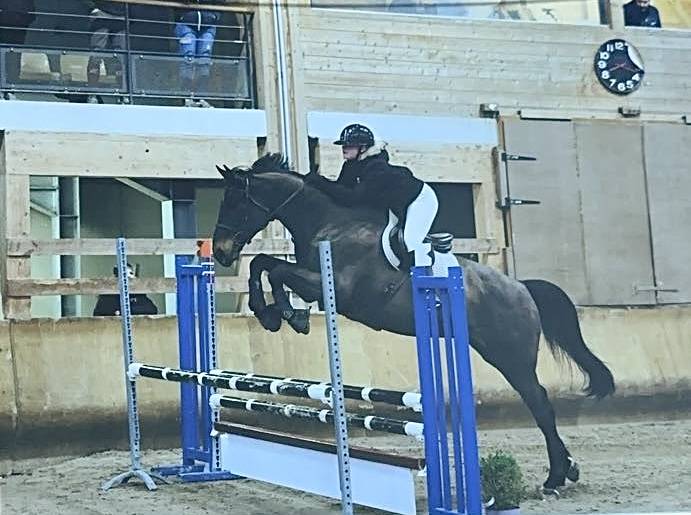 Cheval Selle Fran&ccedil;ais 