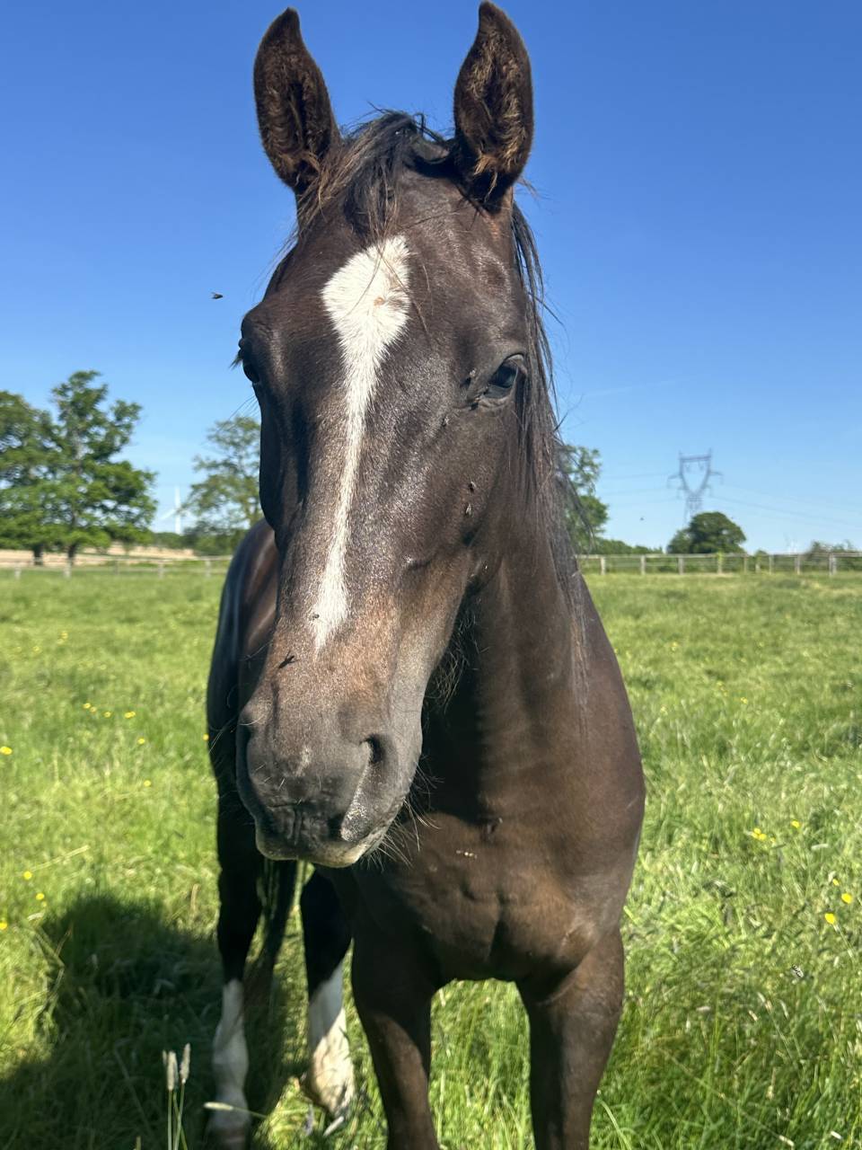 Jument 3 ans Dressage
