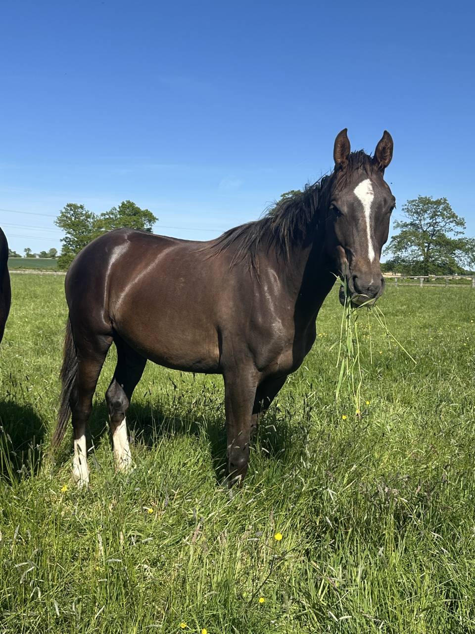 Jument 3 ans Dressage