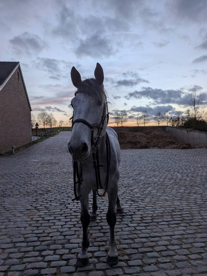 Magnifique cheval de 7 ans a vendre