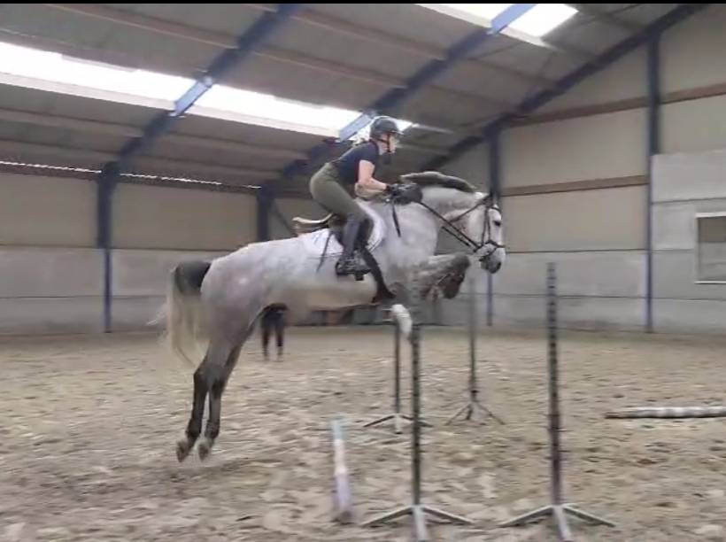 Magnifique cheval de 7 ans a vendre