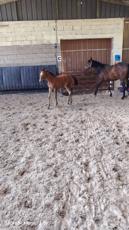 Jolie pouliche avec du chic et du cadre 
