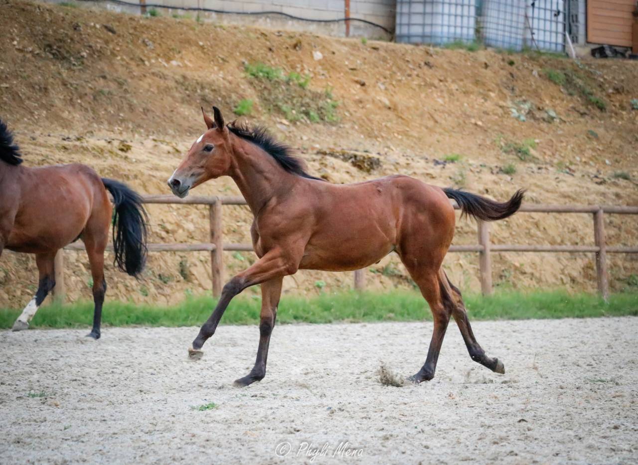 Jolie pouliche avec du chic et du cadre 