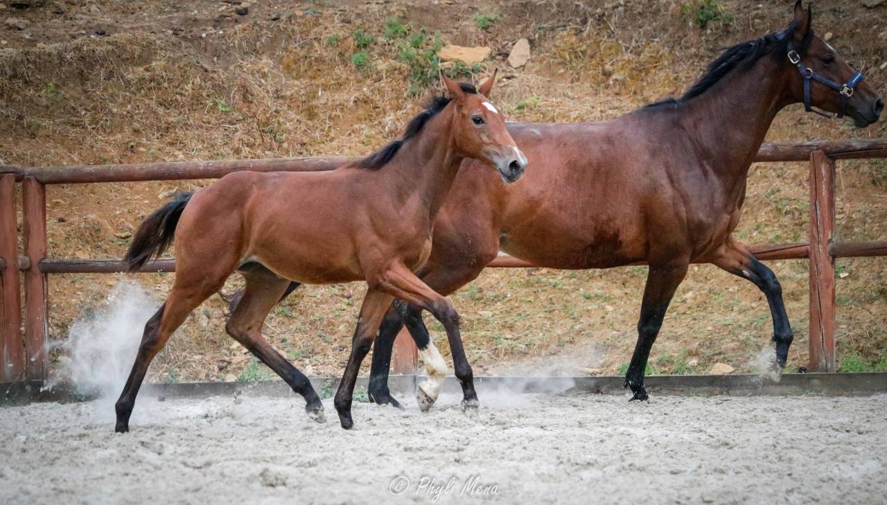 Jolie pouliche avec du chic et du cadre 