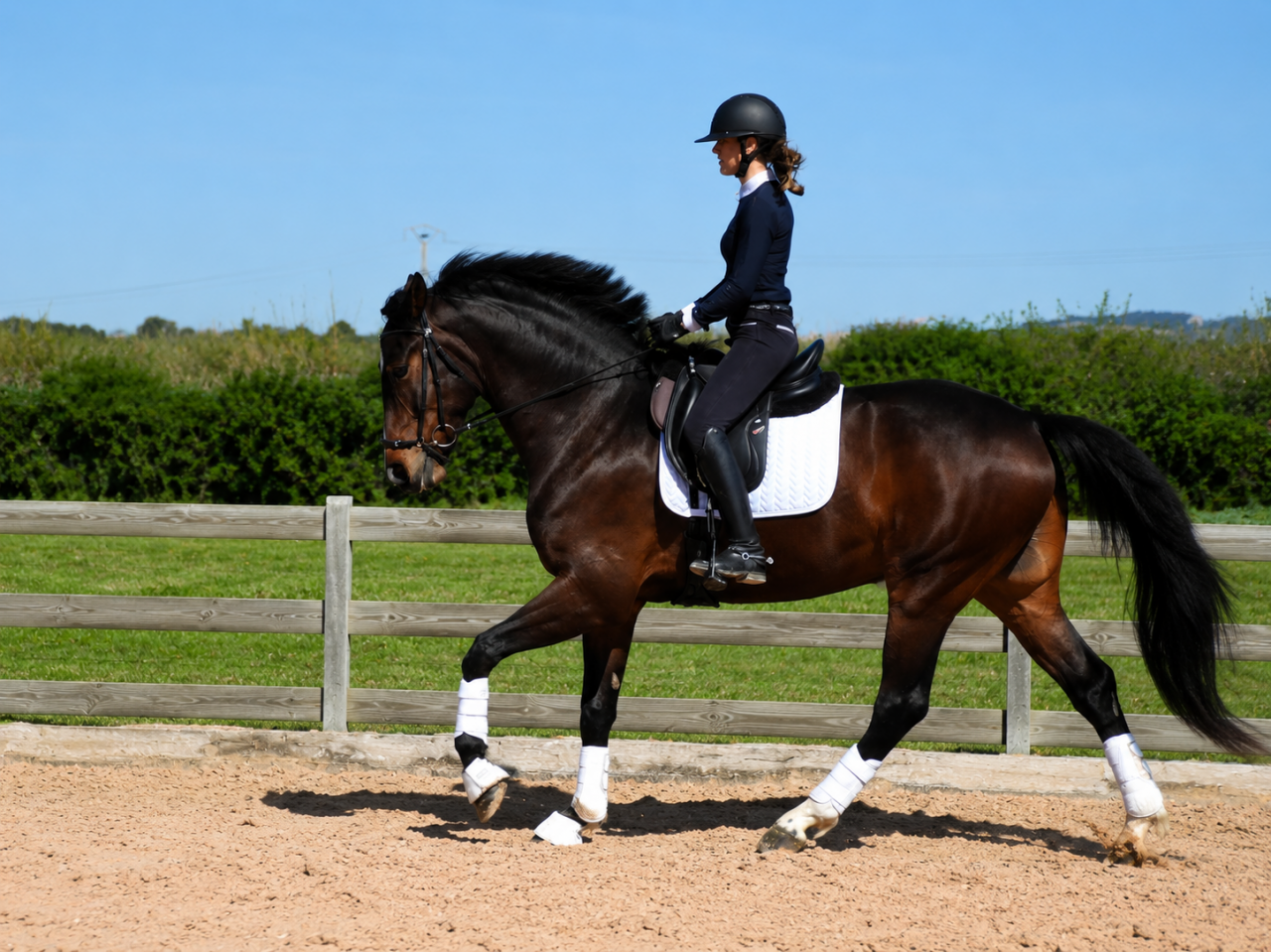 Hongre - CDE  - 4 ans - Dressage - France