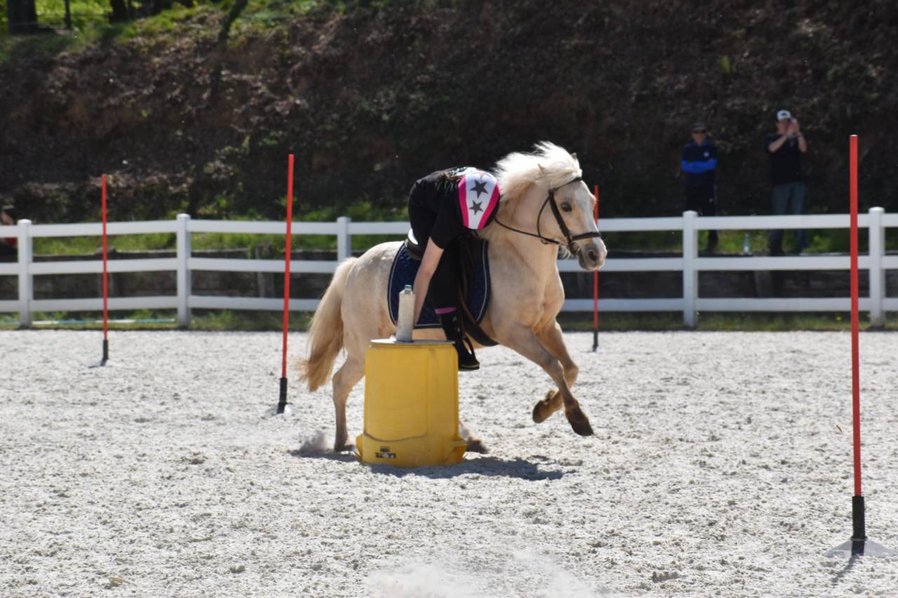 A Vendre PONEY welsch B palomino 11 ans