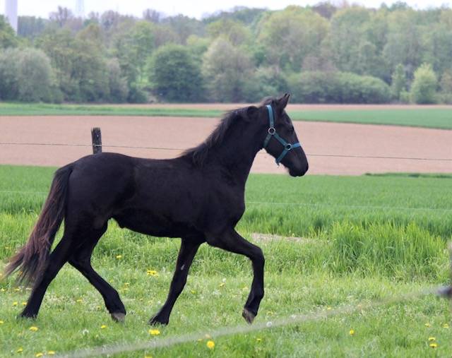Frison &agrave; vendre 