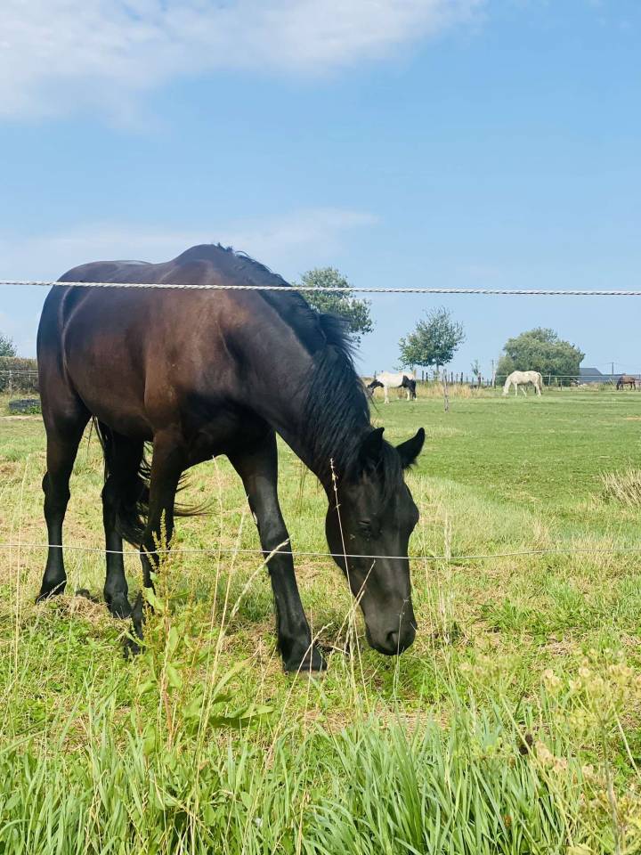 Frison &agrave; vendre 