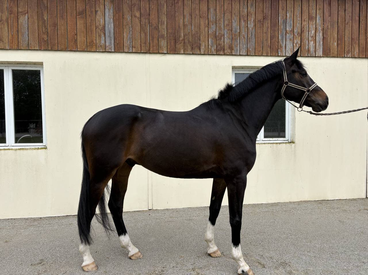 Karma du Pin - CSO - CCE - Hongre 6 ans 