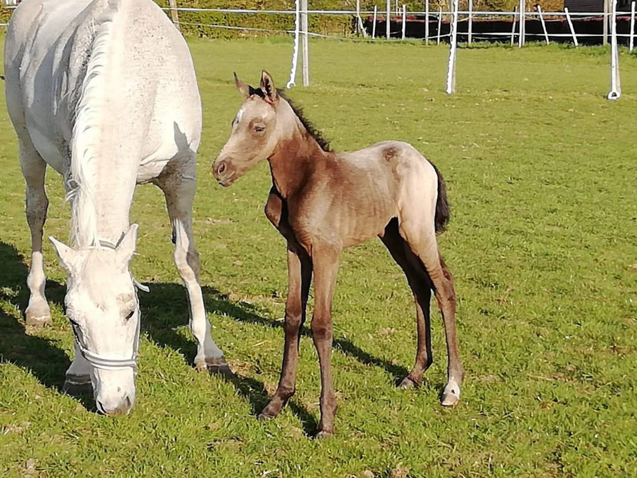 cheval de dressage 153cm au garot