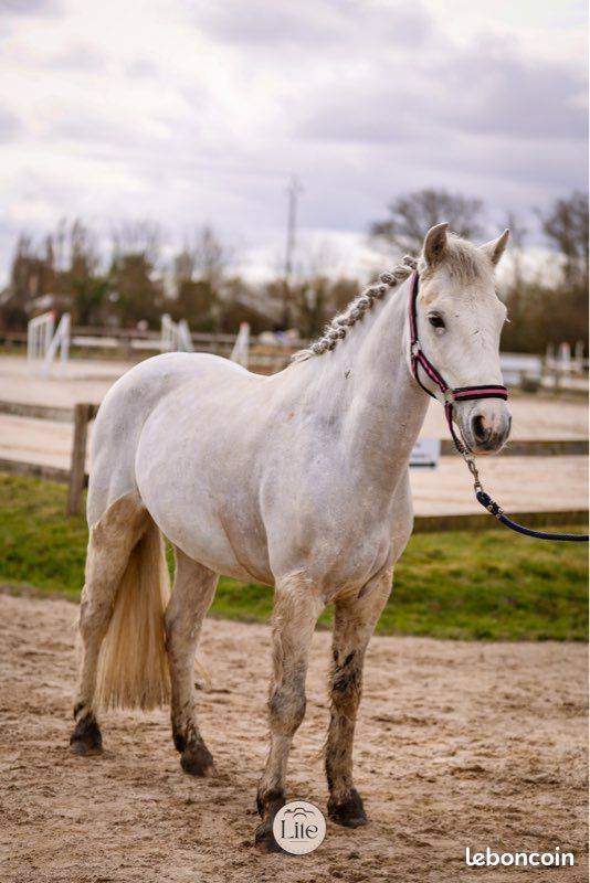 Poney C d'avenir pour jeune cavalier ambitieux 