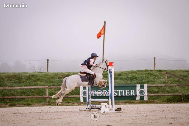 Poney C d'avenir pour jeune cavalier ambitieux 