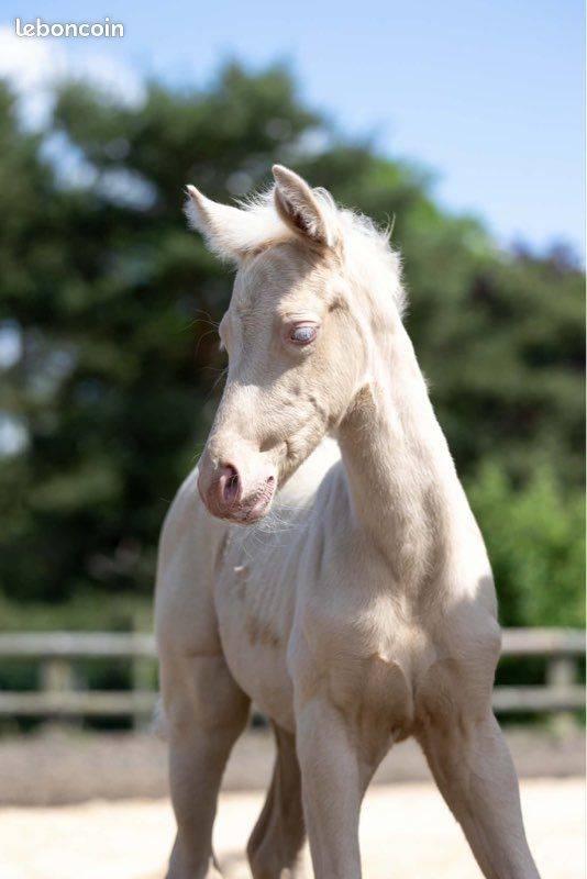 Jument 5 ans 1m60 suit&eacute;e d'une magnifique pouliche 