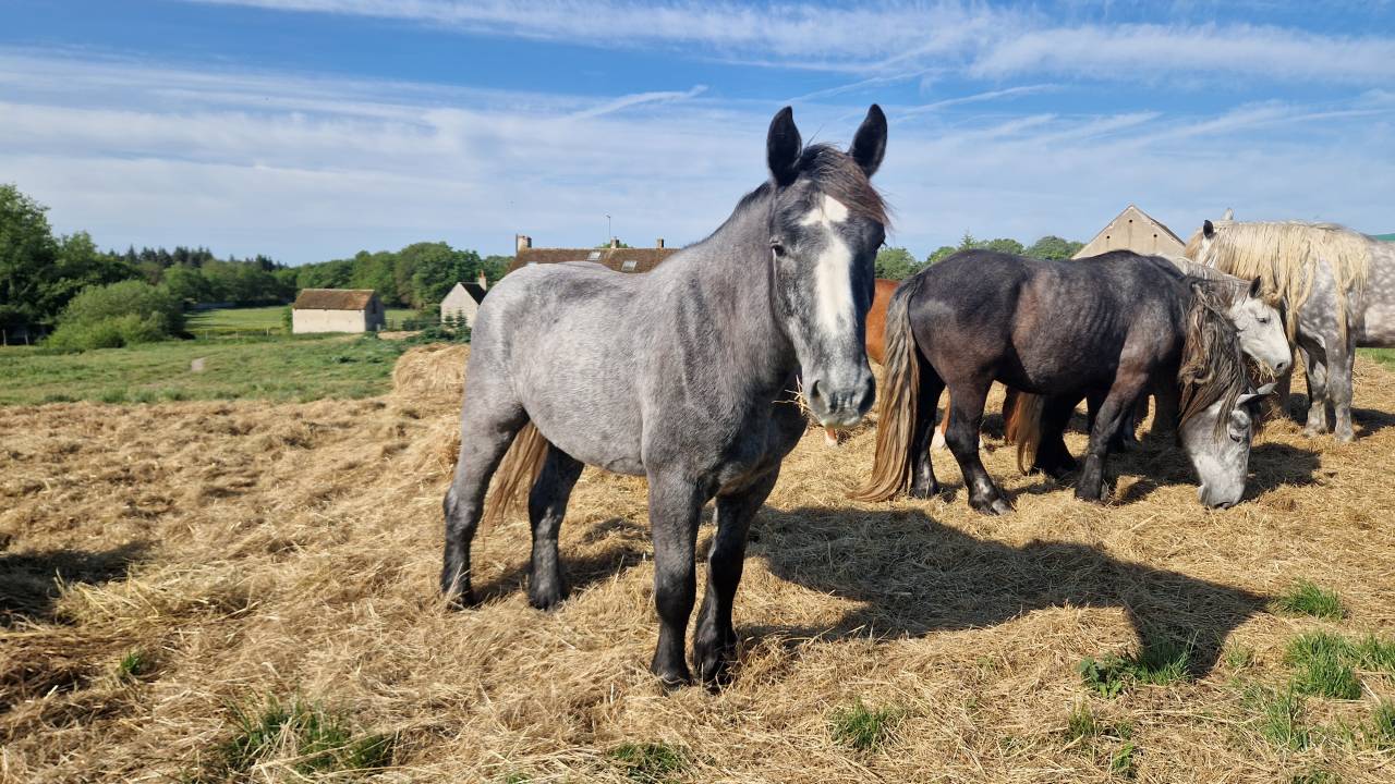 Percherons 
