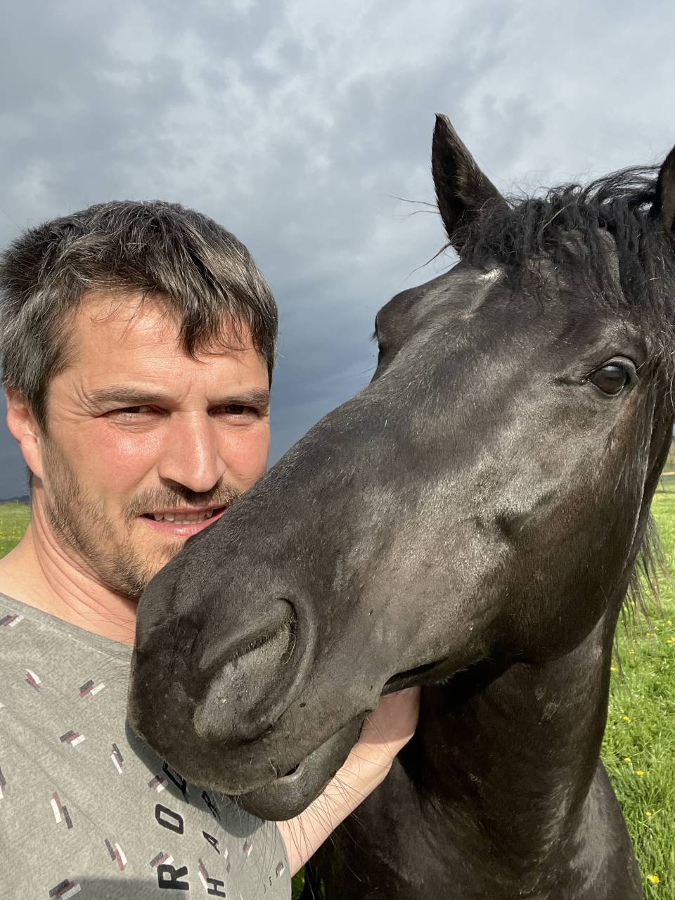 Cheval entier
