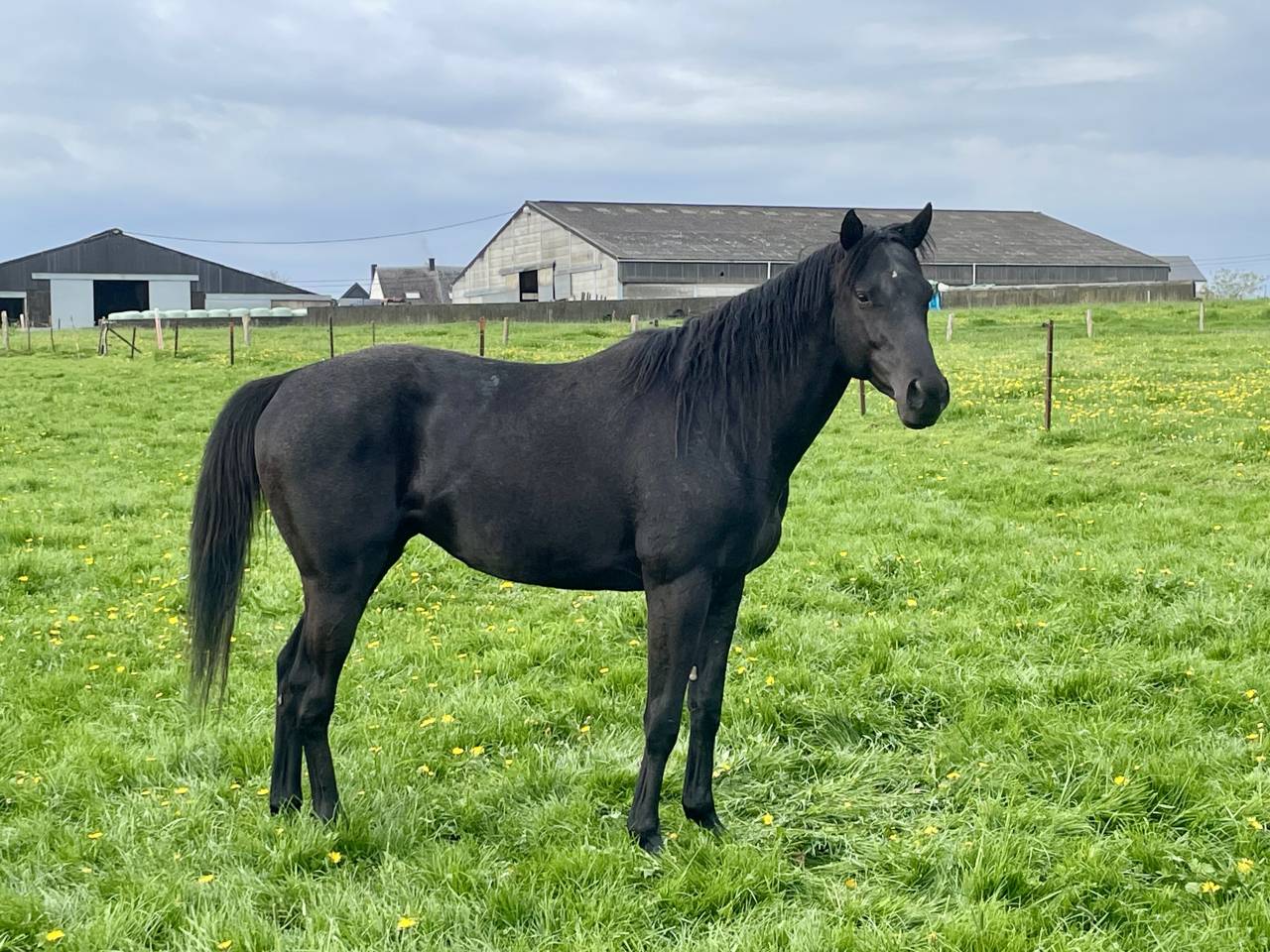Cheval entier
