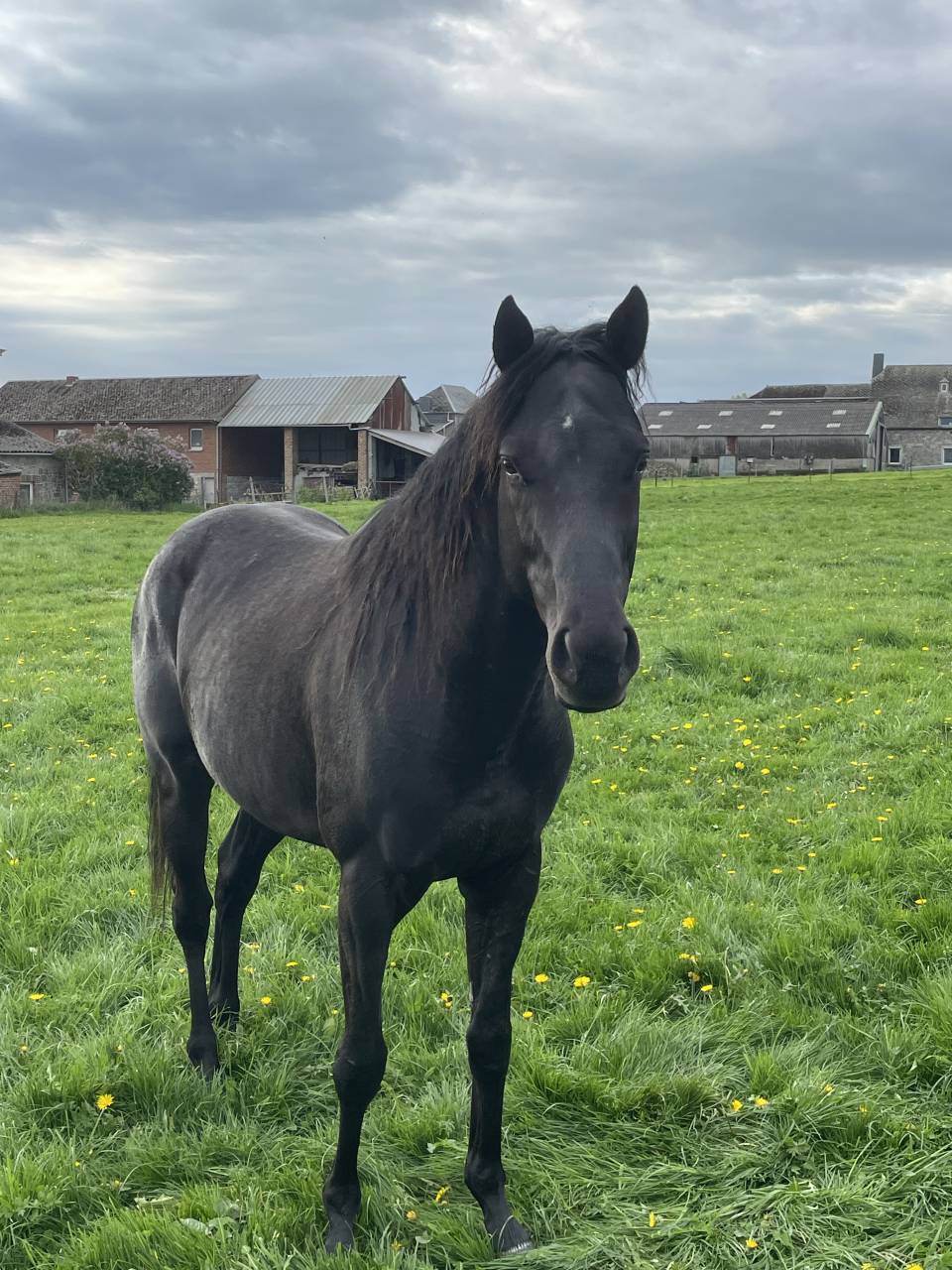 Cheval entier