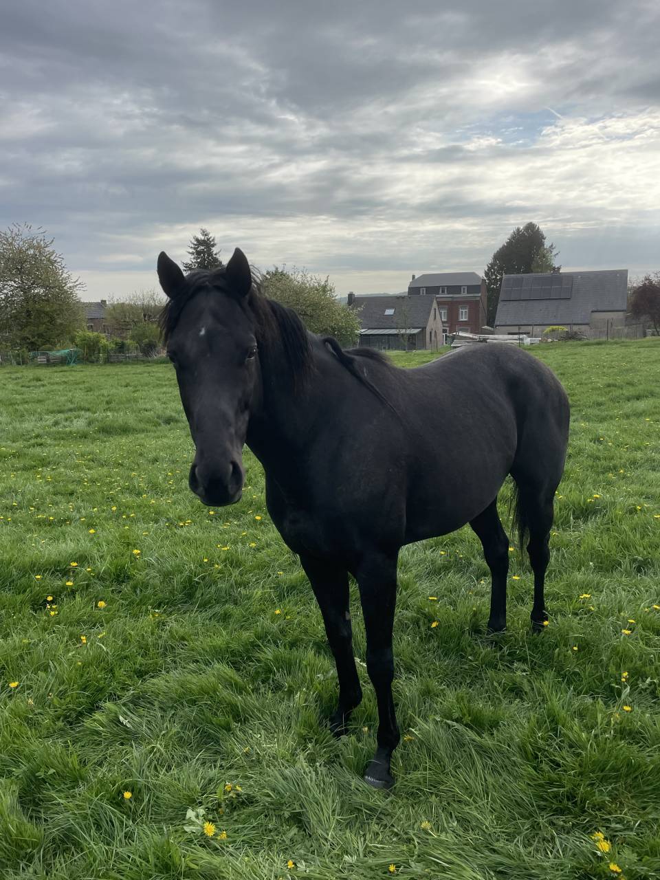 Cheval entier