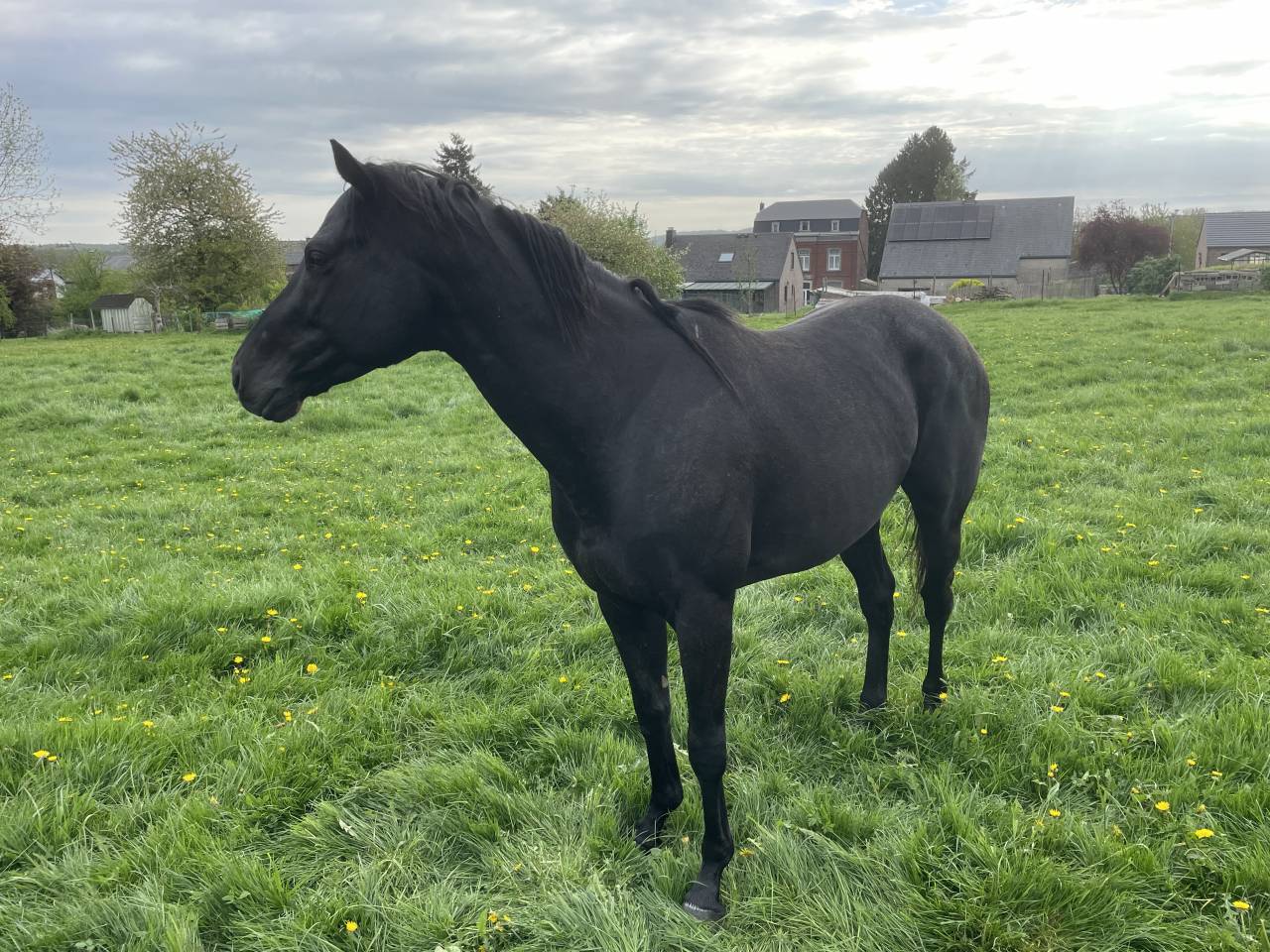 Cheval entier