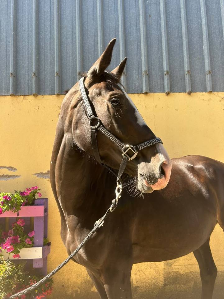Nirvana de Molion - SF - femelle - 3 ans  - 1.64 - noir