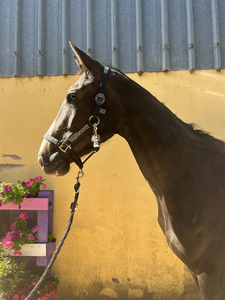 Nirvana de Molion - SF - femelle - 3 ans  - 1.64 - noir