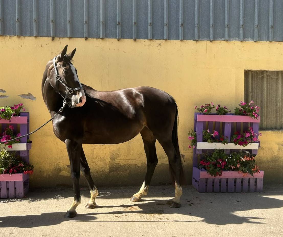 Nirvana de Molion - SF - femelle - 3 ans  - 1.64 - noir