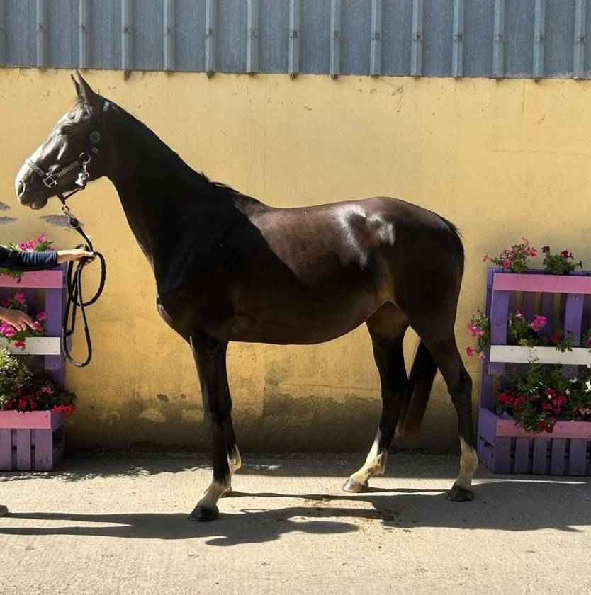 Nirvana de Molion - SF - femelle - 3 ans  - 1.64 - noir