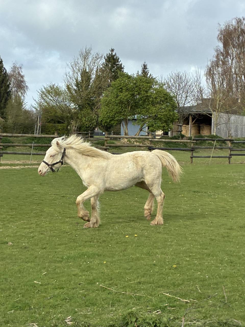 Pouliche welsh cob D creme 