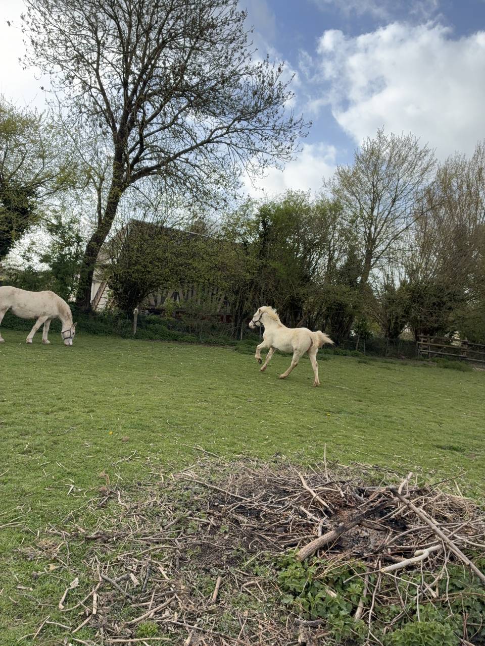 Pouliche welsh cob D creme 