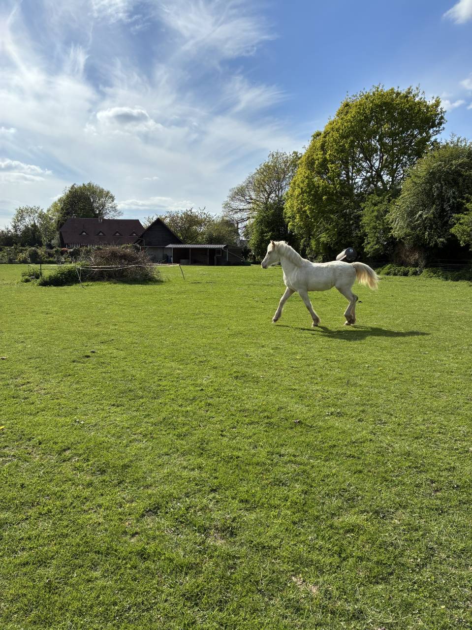 Pouliche welsh cob D creme 