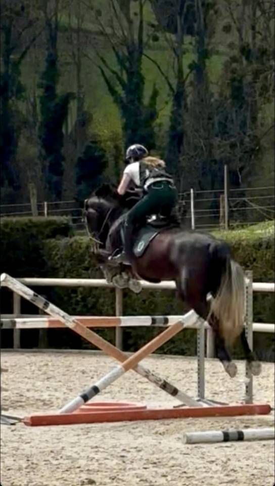 Jument SF top amateur