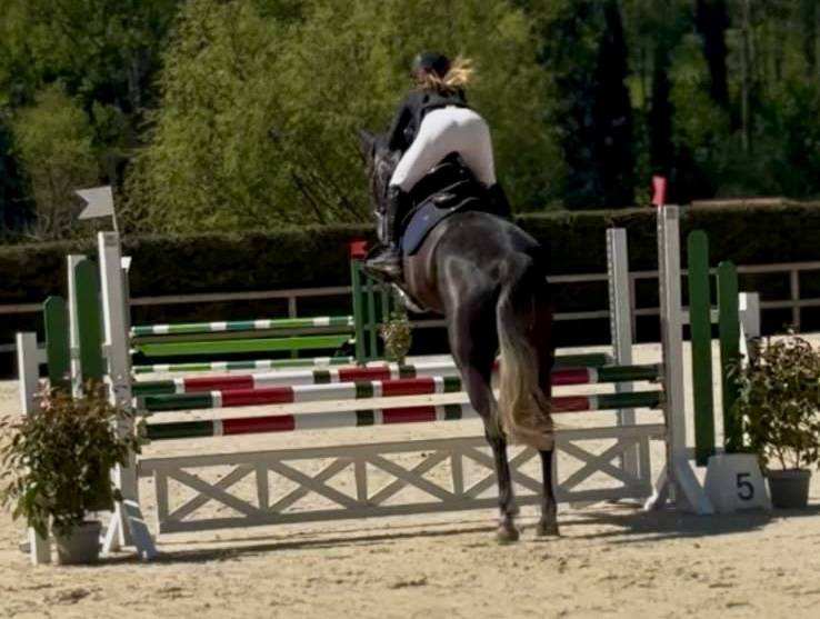 Jument SF top amateur