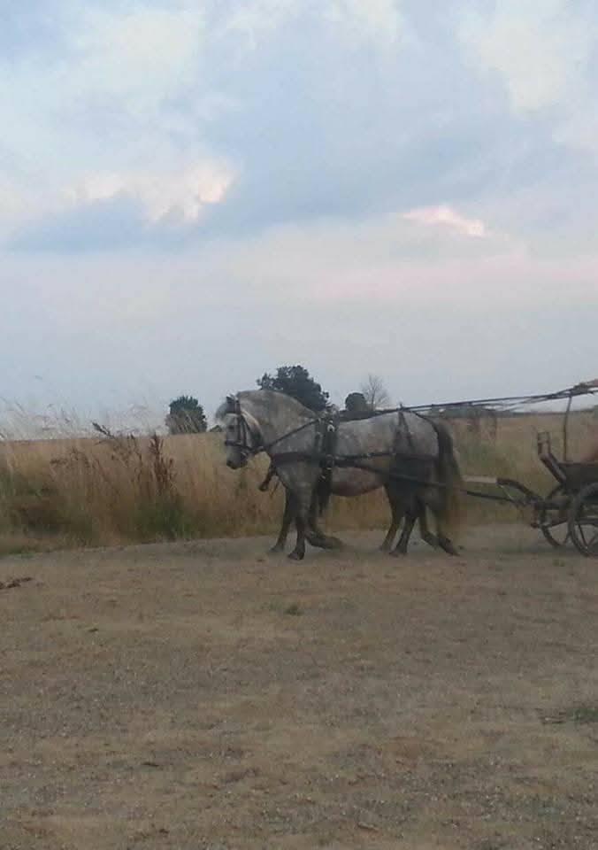 Marathon 4 roues poney