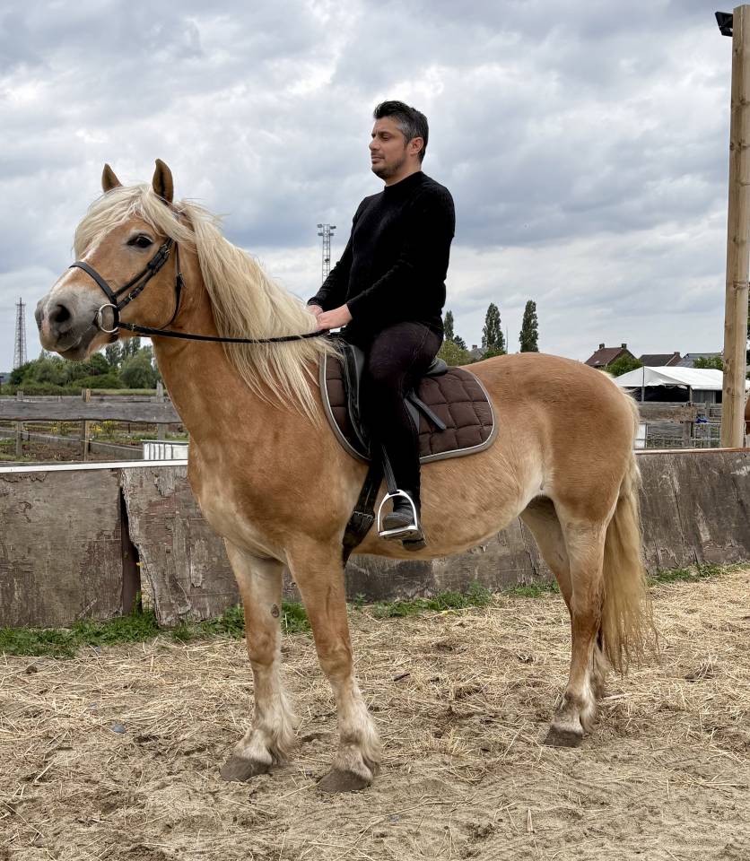Magnifique Jument Halfinger 