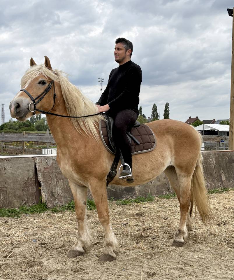 Magnifique Jument Halfinger 