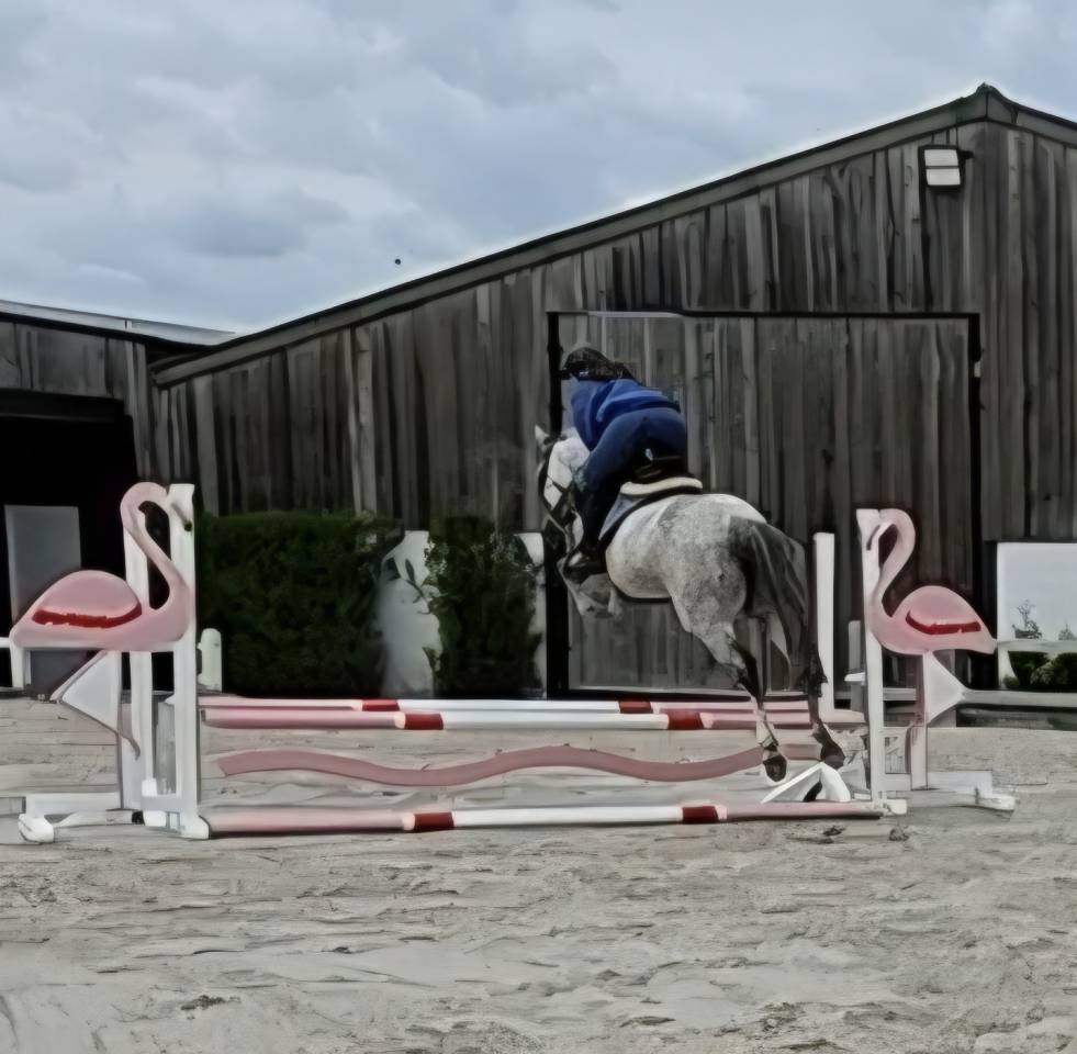 Jument sBs 8 ans 1m65