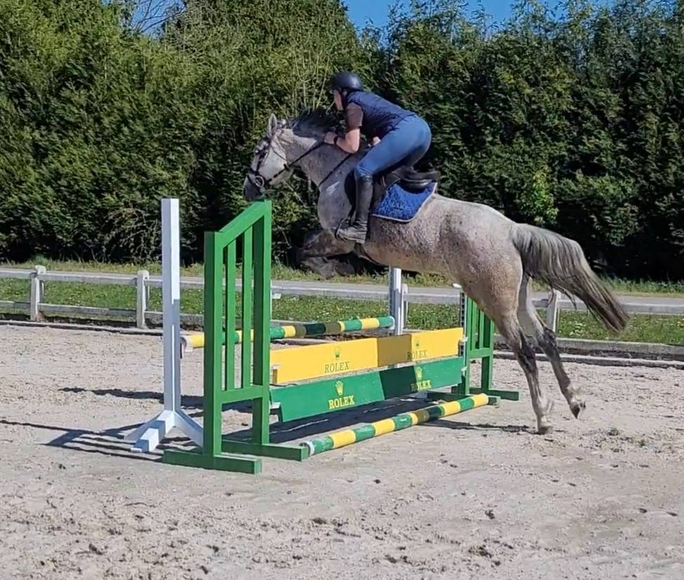 Jument sBs 8 ans 1m65