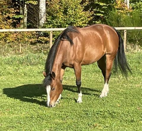 Quarter Horse Jument 8 ans